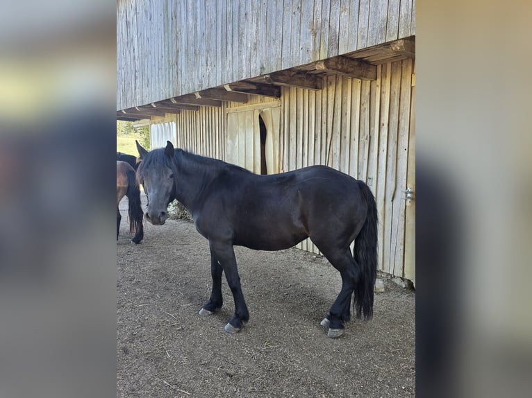 Bardigiano Merrie 2 Jaar 139 cm Zwartbruin in Saal an der Donau