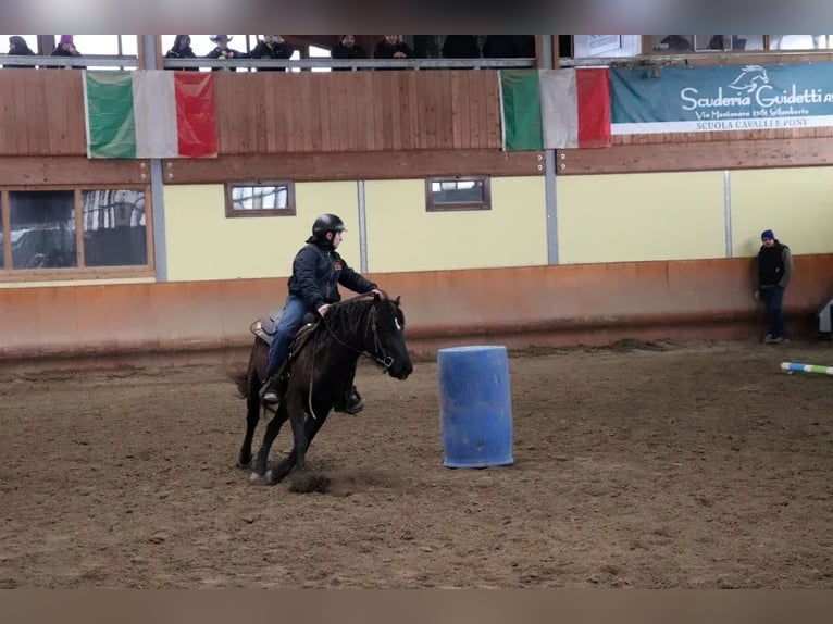 Bardigiano Merrie 5 Jaar 145 cm Zwart in Ferrara