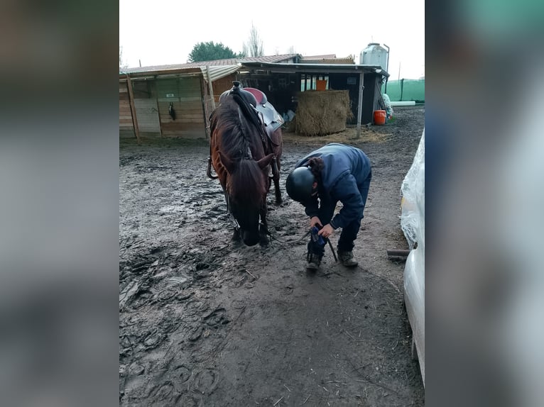 Bardigiano Merrie 5 Jaar 145 cm Zwart in Ferrara