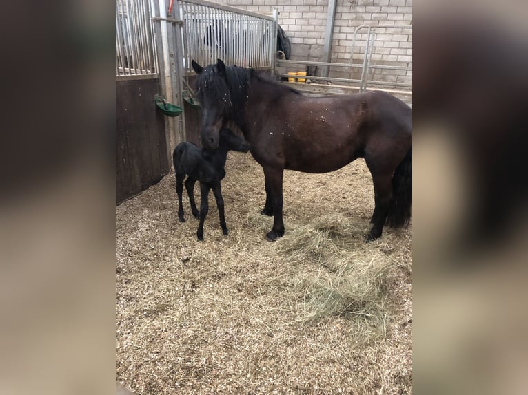 Bardigiano Merrie 7 Jaar 143 cm Zwart in R&#xFC;mmingen
