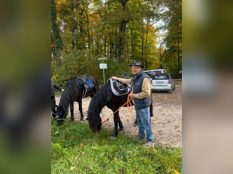 Bardigiano Merrie 7 Jaar 143 cm Zwart in Rümmingen Bardigiano Merrie 7 Jaar 143 cm Zwart in Rümmingen