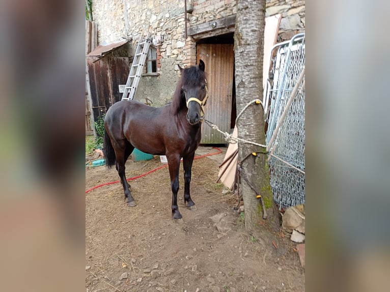 Bardigiano Ogier 2 lat Kara in Bedonia