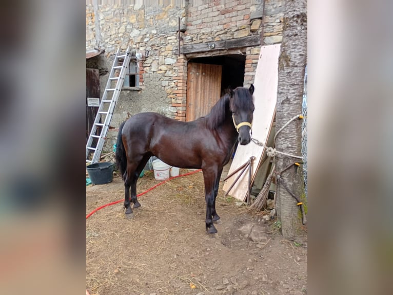 Bardigiano Ogier 2 lat Kara in Bedonia