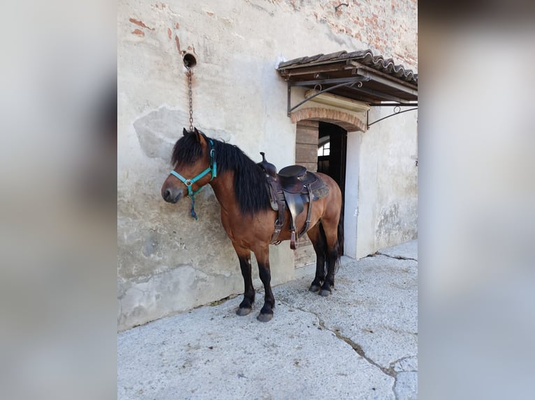 Bardigiano Ruin 5 Jaar Bruin in Stradella