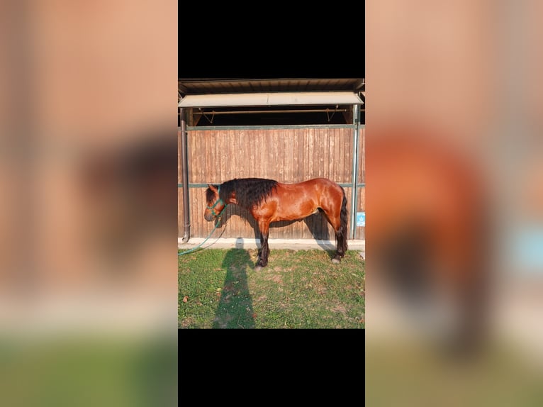 Bardigiano Ruin 5 Jaar Bruin in Stradella