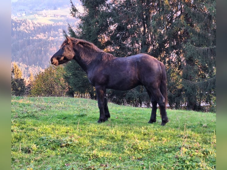 Bardigiano Semental 1 año 147 cm Negro in Oberstaufen