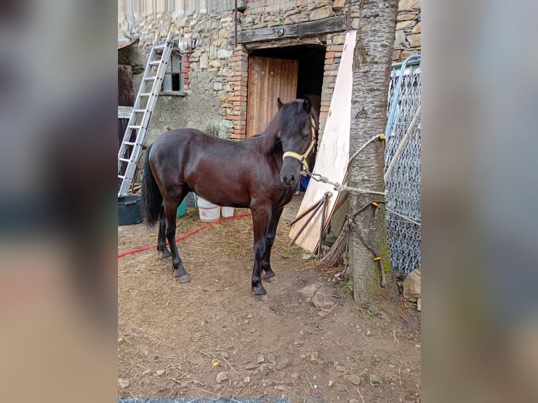 Bardigiano Stallion 2 years Black in Bedonia