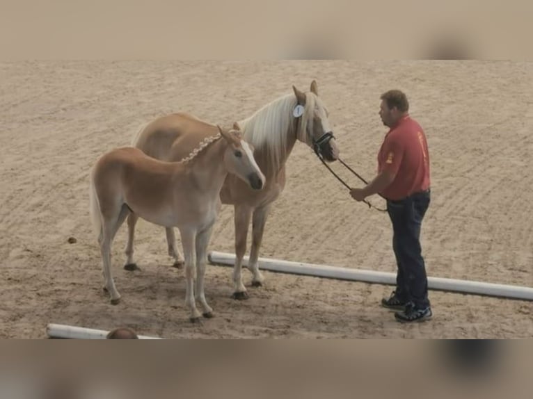 Bardigiano Mix Stallion 3 years Brown in 4356