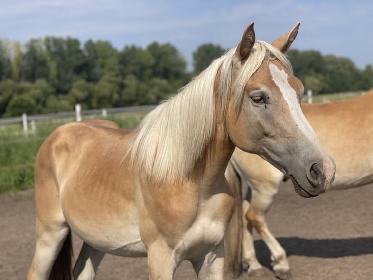 Bardigiano Mix Stallion 3 years Brown in 4356