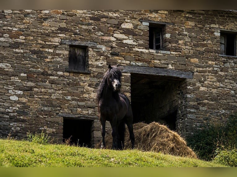 Bardigiano Stallion 4 years Brown in Bardi