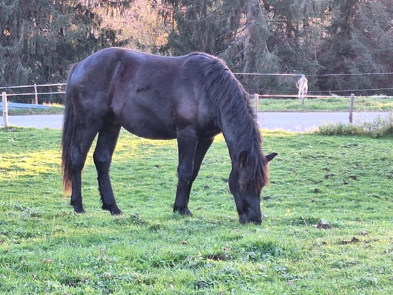 Bardigiano Stallone 1 Anno 147 cm Morello in Oberstaufen