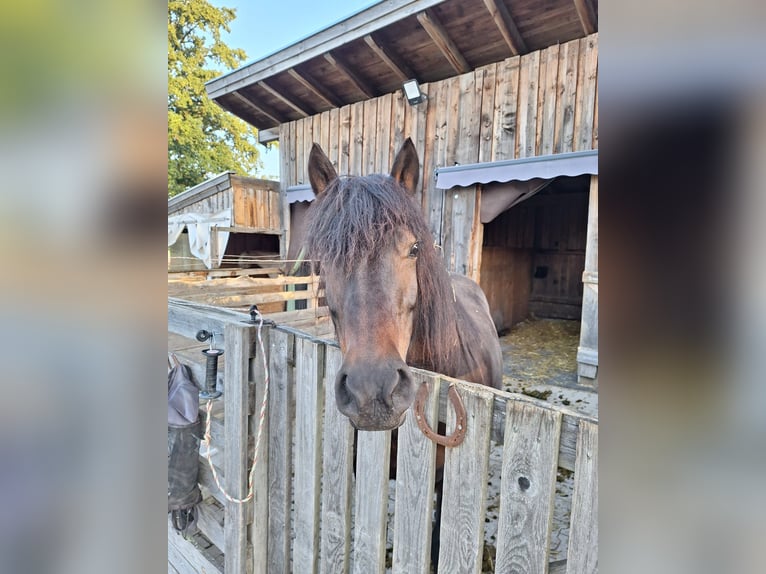 Bardigiano Stute 12 Jahre 141 cm Dunkelbrauner in Bad Endorf