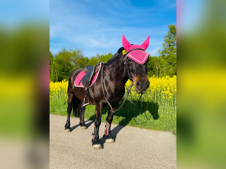 Bardigiano Stute 21 Jahre 135 cm Dunkelbrauner in Sch&#xF6;ntalWesternhausen