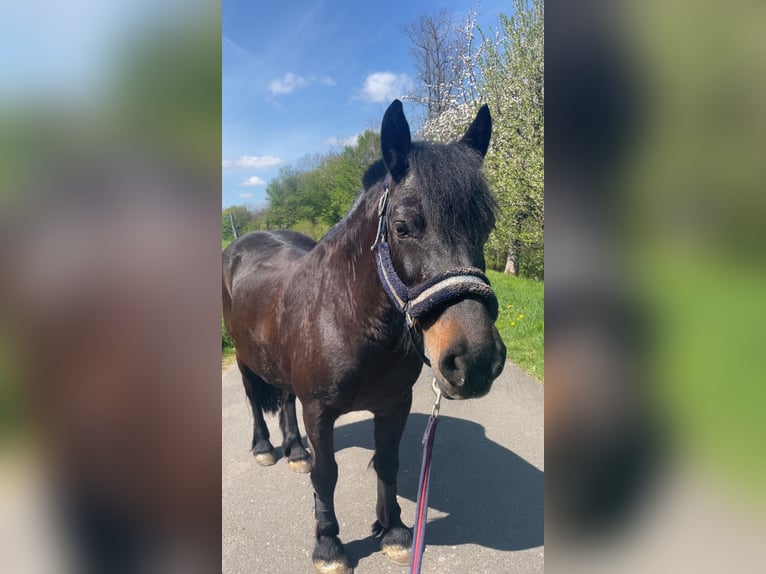 Bardigiano Stute 21 Jahre 135 cm Dunkelbrauner in Sch&#xF6;ntalWesternhausen