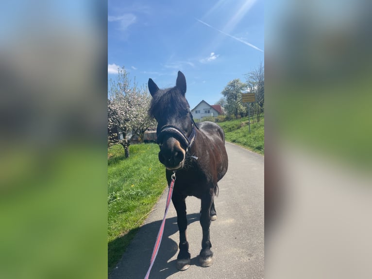 Bardigiano Stute 21 Jahre 135 cm Dunkelbrauner in Sch&#xF6;ntalWesternhausen