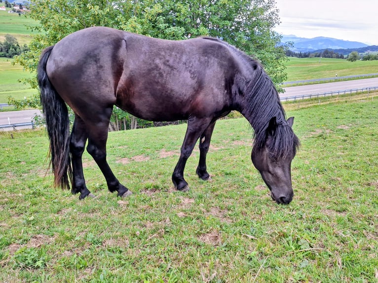 Bardigiano Stute 2 Jahre 145 cm Rappe in Oberstaufen