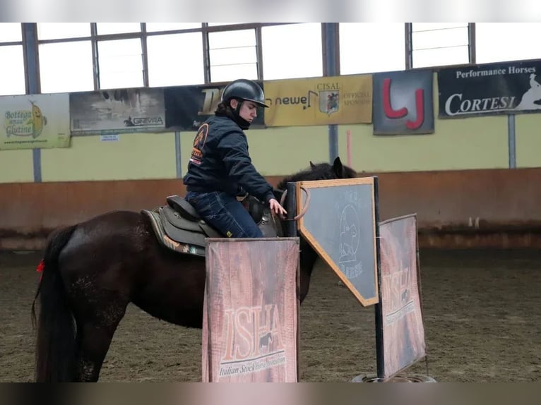 Bardigiano Stute 5 Jahre 145 cm Rappe in Ferrara