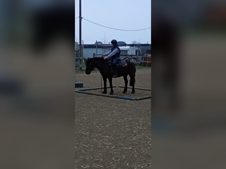 Bardigiano Stute 5 Jahre 145 cm Rappe in Ferrara
