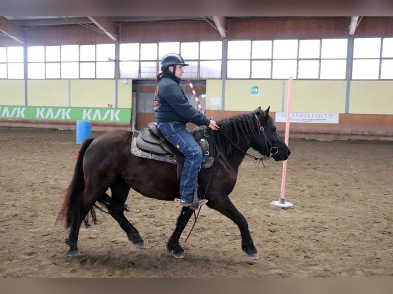 Bardigiano Stute 5 Jahre 145 cm Rappe in Ferrara