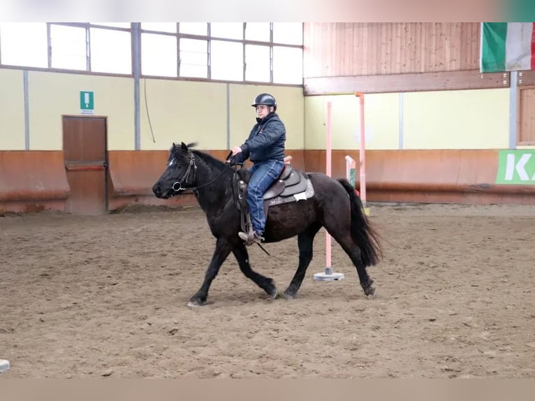 Bardigiano Stute 5 Jahre 145 cm Rappe in Ferrara