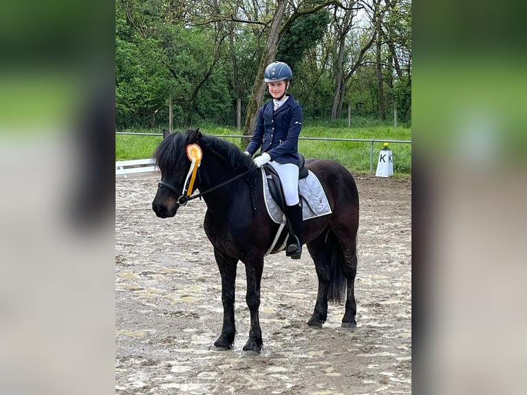Bardigiano Stute 7 Jahre 143 cm Rappe in R&#xFC;mmingen