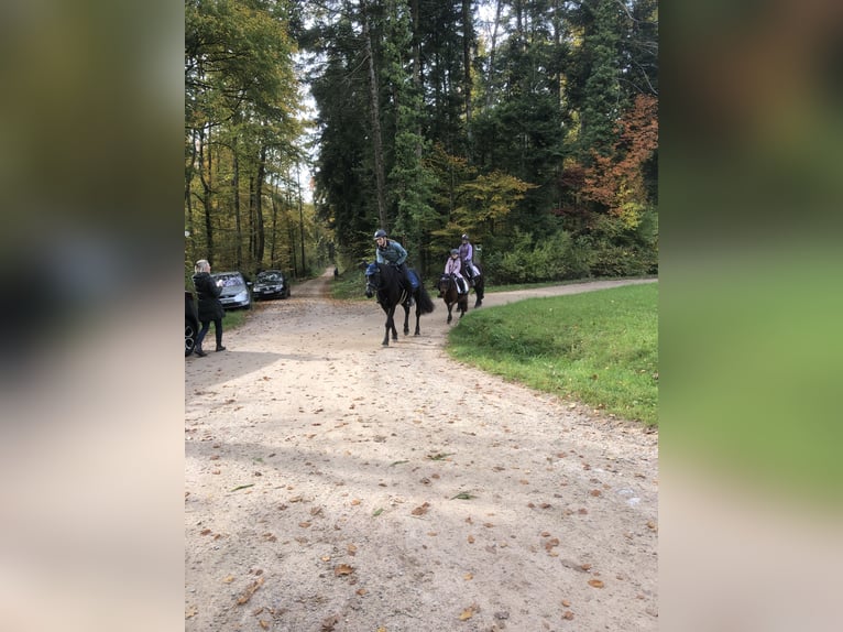 Bardigiano Stute 7 Jahre 143 cm Rappe in Rümmingen Bardigiano Stute 7 Jahre 143 cm Rappe in Rümmingen