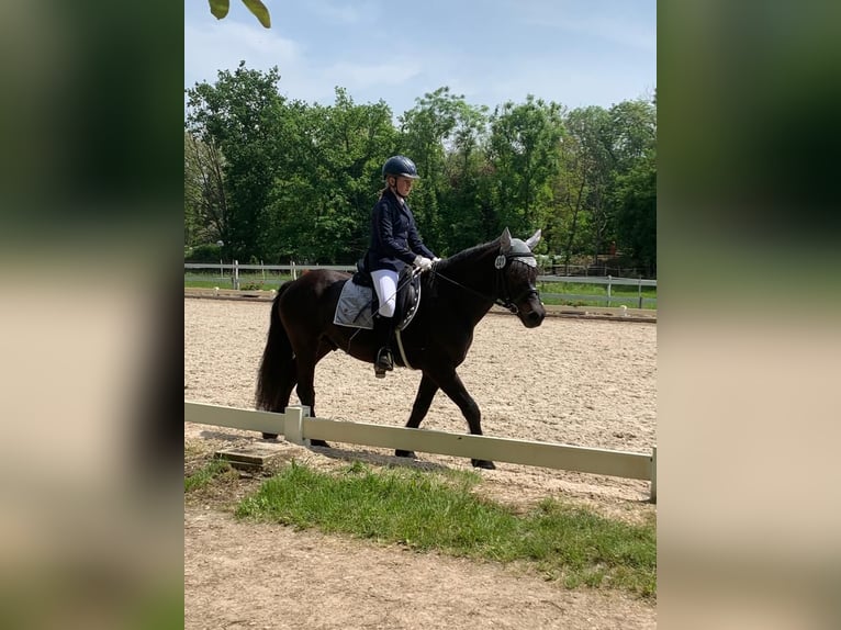Bardigiano Stute 7 Jahre 143 cm Rappe in R&#xFC;mmingen
