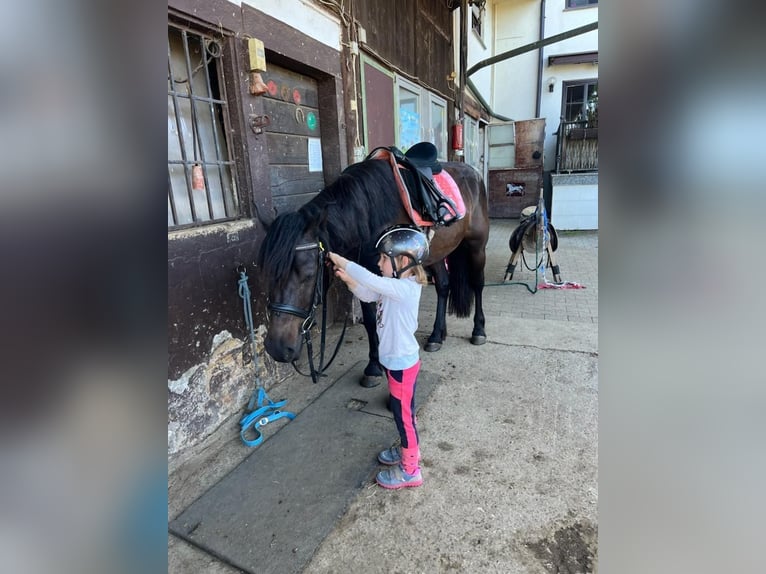 Bardigiano Stute 8 Jahre 143 cm Rappe in Rümmingen