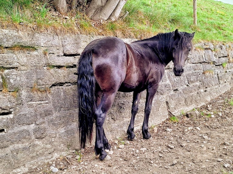 Bardigiano Yegua 2 años 145 cm Negro in Oberstaufen