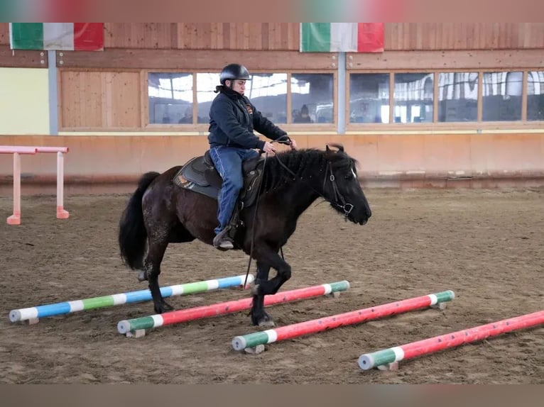 Bardigiano Yegua 5 años 145 cm Negro in Ferrara