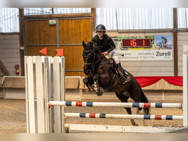 Barocco pinto Castrone 10 Anni 157 cm Pezzato in Großostheim