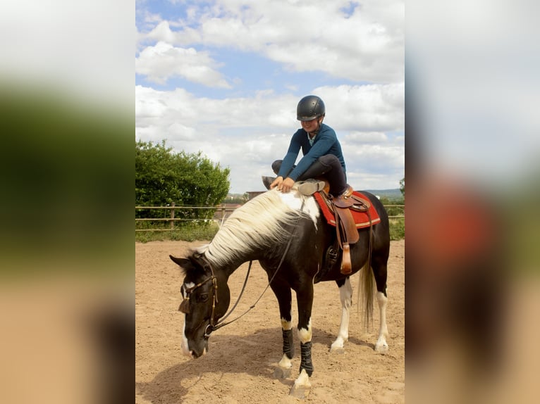 Barocco pinto Castrone 10 Anni 160 cm Pezzato in Bad Wimpfen
