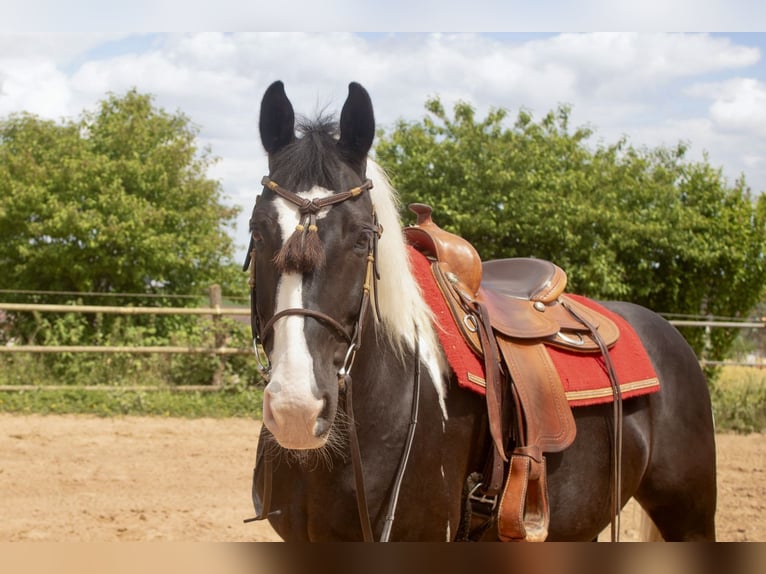 Barocco pinto Castrone 10 Anni 160 cm Pezzato in Bad Wimpfen