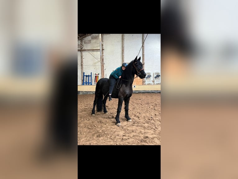 Barocco pinto Castrone 10 Anni 167 cm Baio nero in Söhrewald