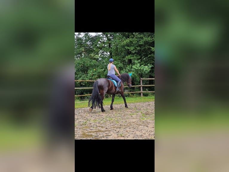 Barocco pinto Castrone 10 Anni 167 cm Baio nero in Söhrewald