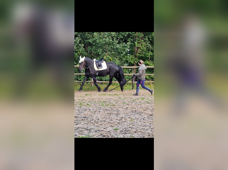 Barocco pinto Castrone 10 Anni 167 cm Baio nero in Söhrewald