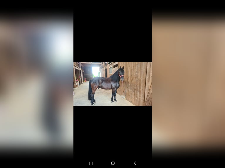 Barocco pinto Castrone 10 Anni 167 cm Baio nero in Söhrewald