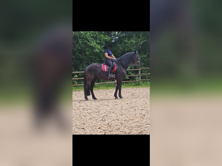 Barocco pinto Castrone 10 Anni 167 cm Baio nero in Söhrewald
