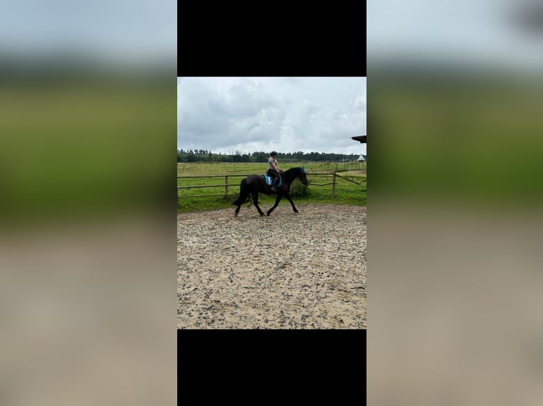 Barocco pinto Castrone 10 Anni 167 cm Baio nero in Söhrewald