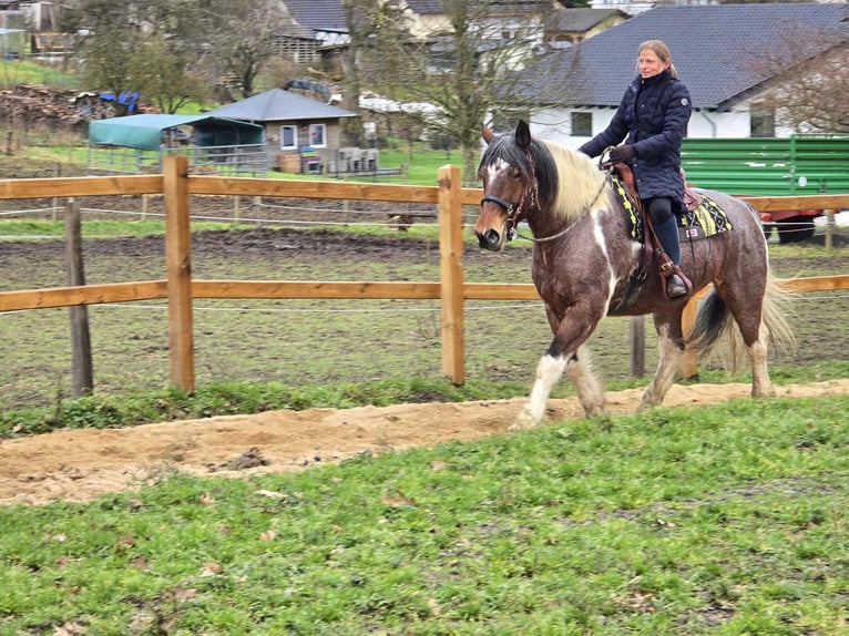 Barocco pinto Castrone 12 Anni 163 cm Pezzato in Linkenbach