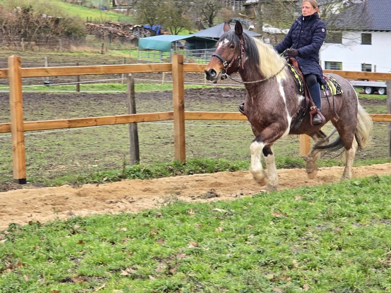 Barocco pinto Castrone 12 Anni 163 cm Pezzato in Linkenbach