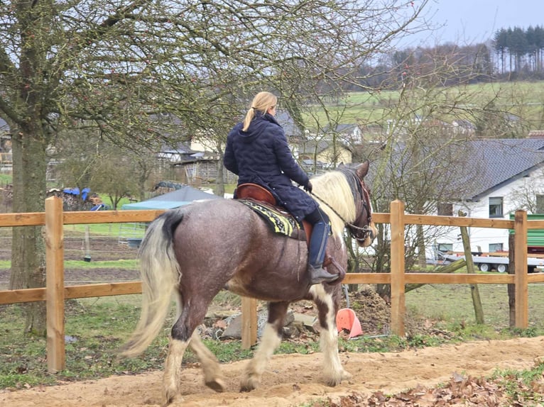 Barocco pinto Castrone 12 Anni 163 cm Pezzato in Linkenbach