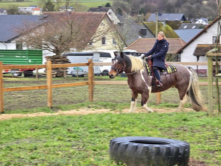 Barocco pinto Castrone 12 Anni 163 cm Pezzato in Linkenbach