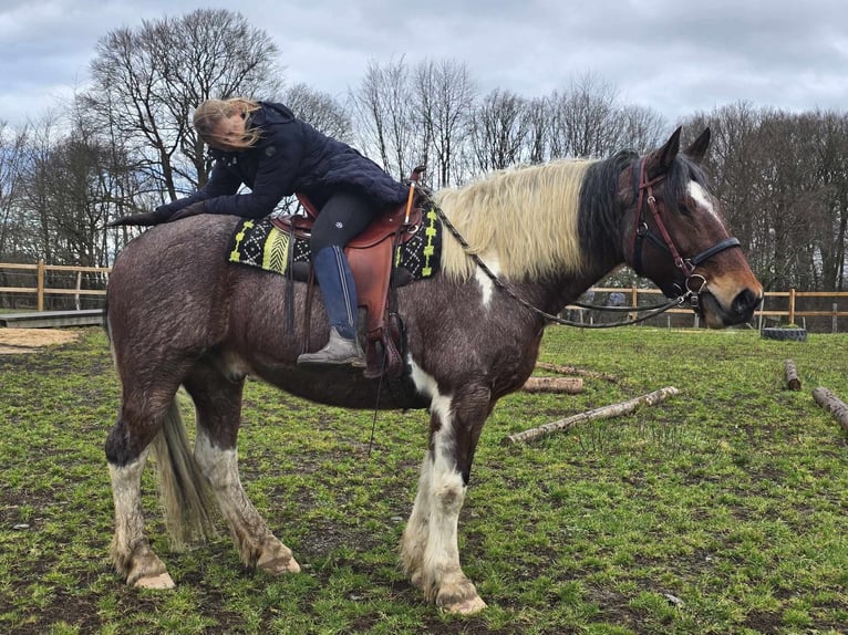 Barocco pinto Castrone 12 Anni 163 cm Pezzato in Linkenbach