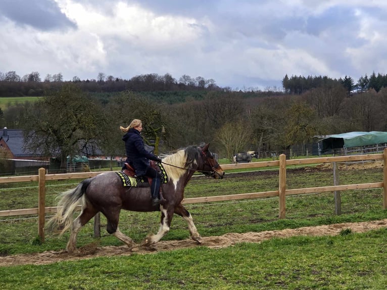 Barocco pinto Castrone 12 Anni 163 cm Pezzato in Linkenbach