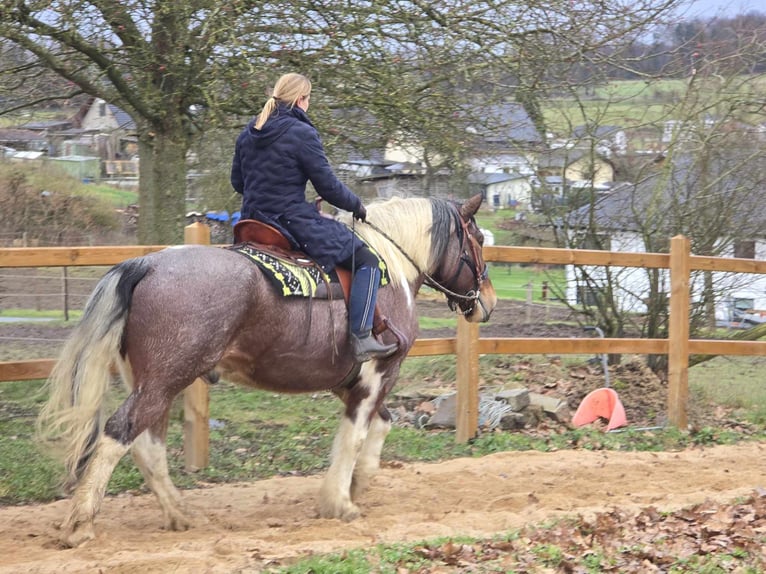 Barocco pinto Castrone 12 Anni 163 cm Pezzato in Linkenbach