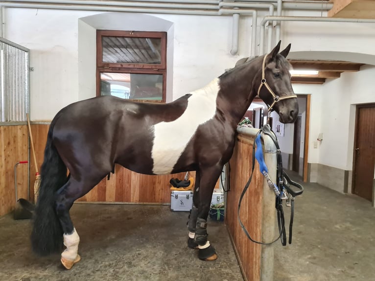 Barocco pinto Castrone 12 Anni 170 cm Pezzato in Prutting