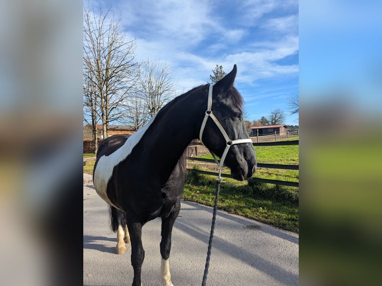 Barocco pinto Castrone 12 Anni 170 cm Pezzato in Prutting
