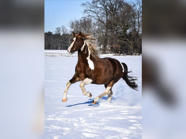 Barocco pinto Mix Castrone 13 Anni 162 cm Pezzato in Schmallenberg