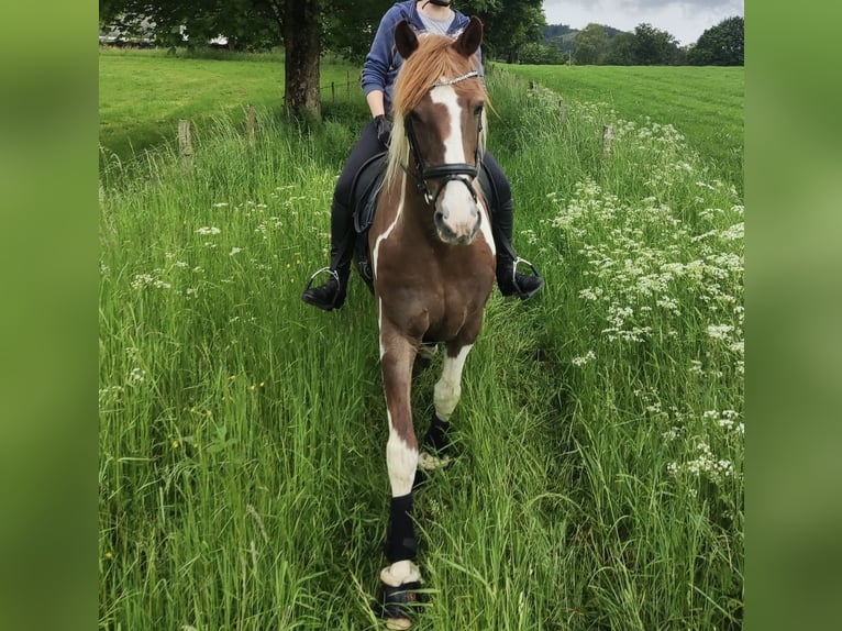 Barocco pinto Mix Castrone 13 Anni 162 cm Pezzato in Schmallenberg